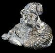 Cretaceous Ammonite (Simbirskites) Cluster - #34681-2